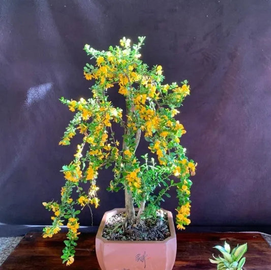 Yellow Bluebell Bonsai