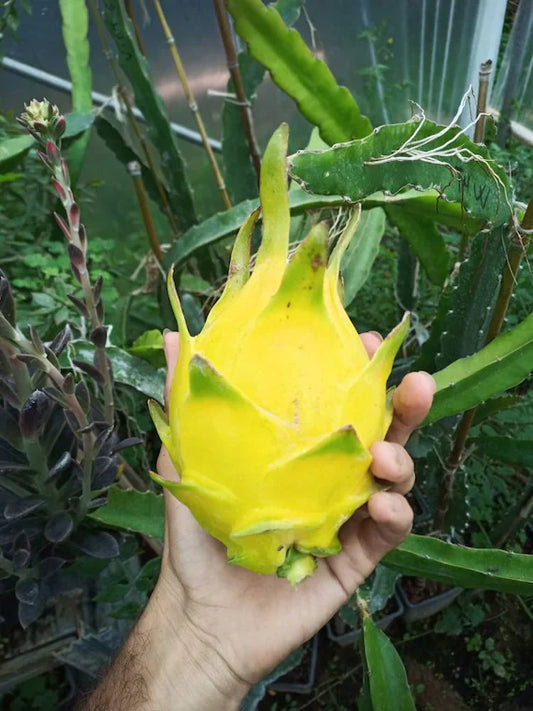 Yellow Colour  Dragon Fruit Plant