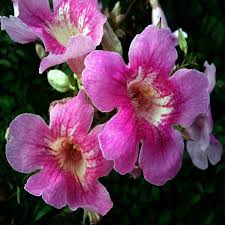 Tecoma Pink Vine Flower  Plant