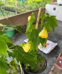 Yellow Lantern Hibiscus Flower  Plant