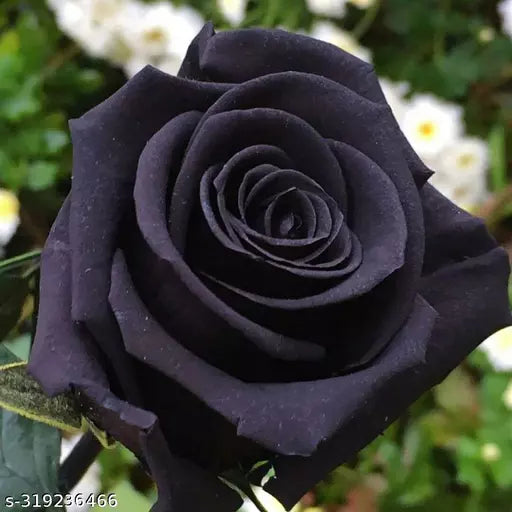 Black Rose Grafting Flower Plant