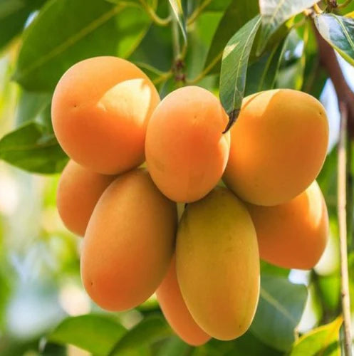 Hybrid kohitur Mango Fruit Plant