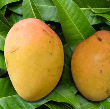 Gobindabhog Mango Fruit Plant (Grafted)