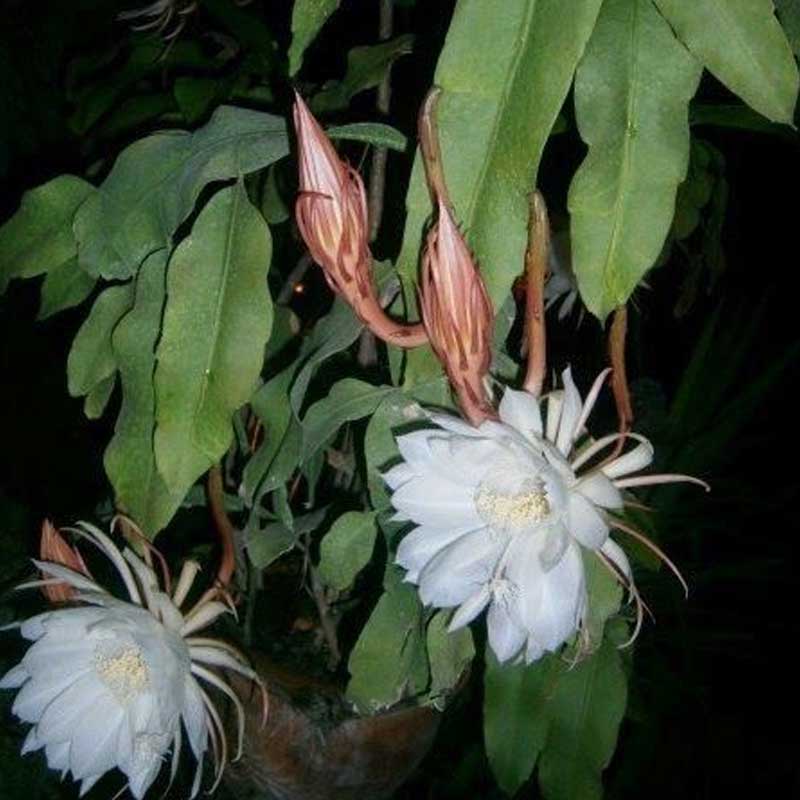 Brahma kamal/Night Queen Flower Plant