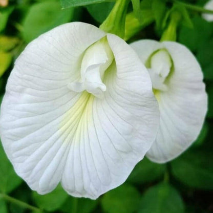 Aparajita white flowers plants