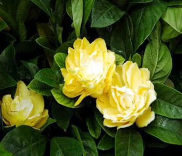 Yellow Jasmine Rose Flower -Fragrant Plants