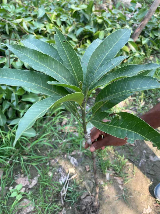 Ivory Red Grafted Mango Plant