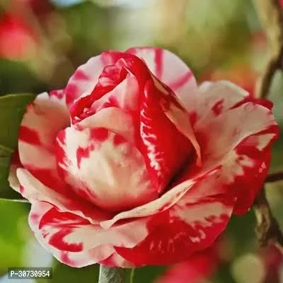 CAMELLIA FLOWERS PLANTS