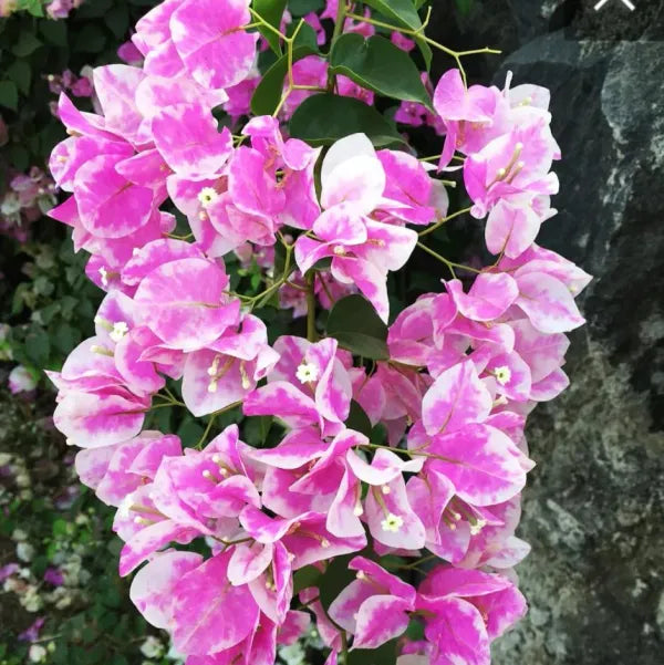 Thai Delight Bougainvillea Flower  Plant