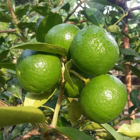 Thai Patti Lemon Fruit Plant