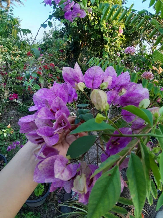 Violet Tanglong Bougainvillea flower plant (Grafted)