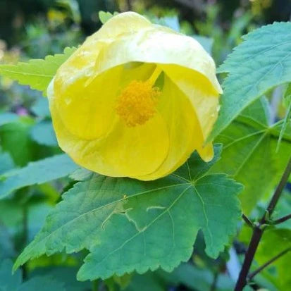 Yellow Lantern Hibiscus Flower  Plant