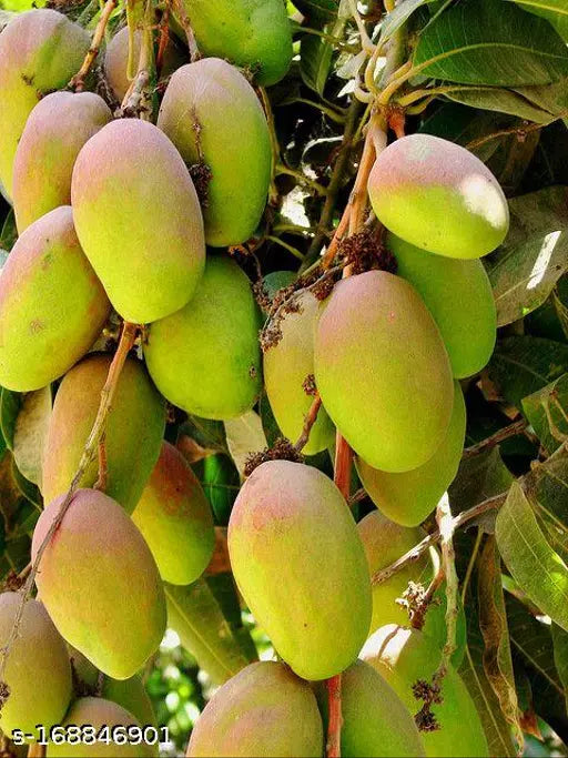 Chowsa Mango Fruit Plant (Grafted)